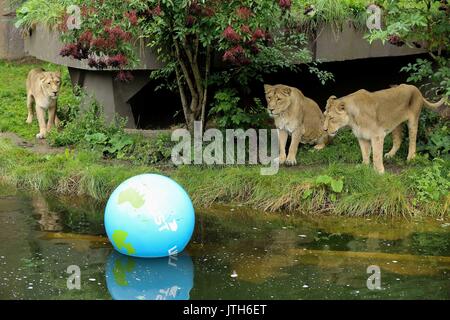 Londra, Regno Unito. 09Aug, 2017. Lo Zoo di Londra. Regno Unito 9 Ago 2017 - Benmo (maschio lion), Heidi, indi e Rubi, i leoni asiatici presso lo Zoo di Londra celebra il mondo Lion Giorno (Giovedì 10 Agosto) giocando con un gigante di terra boomer palla. La sfera dipinta con i continenti del mondo e degli oceani in blu e verde e profumato con orgoglio preferito di erbe aromatiche e spezie per il felino festeggiamenti. Credito: Dinendra Haria/Alamy Live News Foto Stock