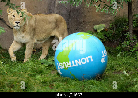 Londra, Regno Unito. 09Aug, 2017. Lo Zoo di Londra. Regno Unito 9 Ago 2017 - Benmo (maschio lion), Heidi, indi e Rubi, i leoni asiatici presso lo Zoo di Londra celebra il mondo Lion Giorno (Giovedì 10 Agosto) giocando con un gigante di terra boomer palla. La sfera dipinta con i continenti del mondo e degli oceani in blu e verde e profumato con orgoglio preferito di erbe aromatiche e spezie per il felino festeggiamenti. Credito: Dinendra Haria/Alamy Live News Foto Stock