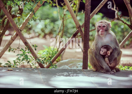 Hainan, Hainan in Cina. Il 9 agosto, 2017. Xinjiang, Cina-agosto 9 2017: (solo uso editoriale. Cina OUT) .Nanwan Monkey Island è uno stato-riserva naturale protetta per scimmie macaco in Lingshui County sulla costa sud di Hainan, la provincia più meridionale della Cina. Mentre definita un'isola, la riserva è effettivamente sulla penisola di Nanwan confinanti con il porto Xincun a est e a sud. Esso è accessibile dalla Cina più lunga sull'acqua la funivia da Xincun, spanning 2,138 metri di credito: SIPA Asia/ZUMA filo/Alamy Live News Foto Stock