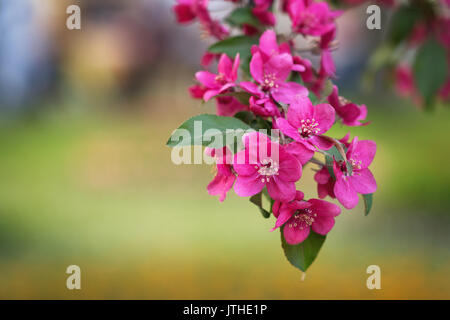 Red apple tree blossoms oltre splendidamente verdi sfocate sfondo naturale agli inizi di maggio Foto Stock