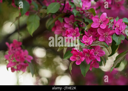 Red apple tree blossoms oltre splendidamente verdi sfocate sfondo naturale agli inizi di maggio Foto Stock
