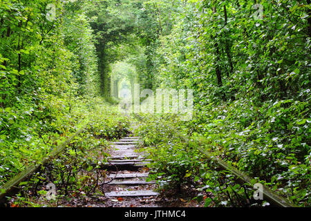 Tunnel naturale di amore formata da alberi in Ucraina Foto Stock