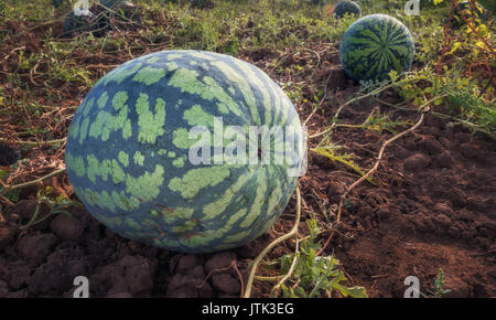 Il raccolto di cocomeri al sole del mattino. Anguria sul campo Foto Stock