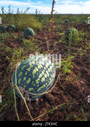 Il raccolto di cocomeri al sole del mattino. Anguria sul campo Foto Stock