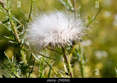 Dettaglio di Cirsium vulgare thistle semi Foto Stock