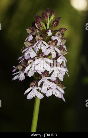 Orchis purpurea Foto Stock