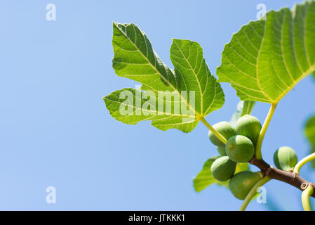 Green fichi maturi è pronta per il raccolto su un ramo di un albero di fico con cielo blu in background Foto Stock