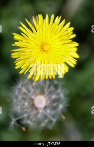 Close up di tarassaco in fiore con tarassaco seedhead orologio in distanza Foto Stock