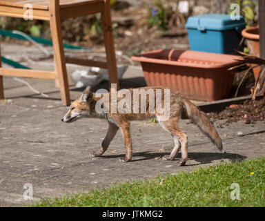 Red Fox cub Vulpes vulpes, in un giardino, London, Regno Unito Foto Stock
