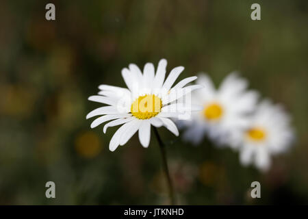 Oxeye margherite (Leucanthemum vulgare) Foto Stock