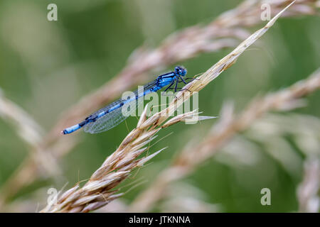 Chiusura del maschio blu comune fanciulla volare su erba selvatica Foto Stock