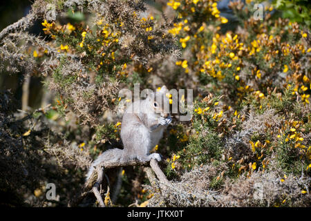 Scoiattolo grigio, Sciurus carolinensis,l'alimentazione sulle ginestre, Shropshire/Galles confine Foto Stock