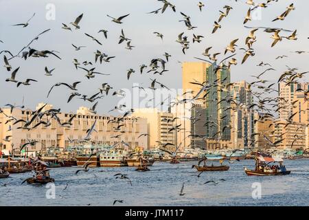 Vista del Dubai Creek con un sacco di gabbiani e barche abra al tramonto, Emirati Arabi Uniti, Emirati arabi uniti Foto Stock