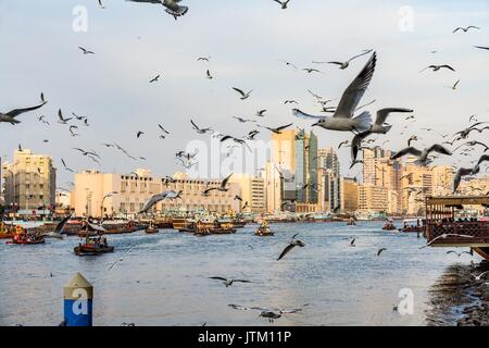 Vista del Dubai Creek con un sacco di gabbiani e barche abra al tramonto, Emirati Arabi Uniti, Emirati arabi uniti Foto Stock