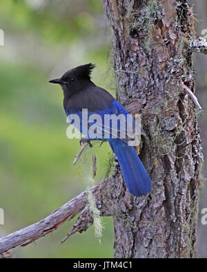 Steller Jay appollaiato in Alaska foresta sempreverde Foto Stock