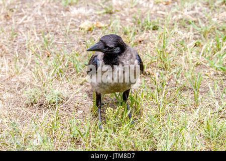 Immagine di un uccello daw camminando in un prato Foto Stock