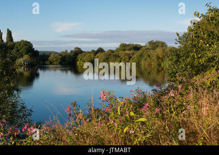 Himalayan (Balsamina Impatiens glandulifera), una specie invasive, sulle rive del fiume Trent, Nottinghamshire
