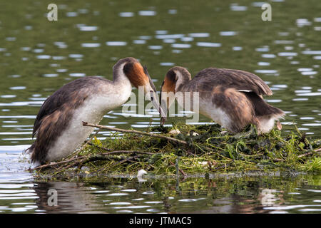 Coppia di svassi (Podiceps cristatus) cambiando sopra dazi di incubazione Foto Stock