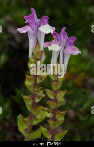 Zucchetto alpino (Scutellaria alpina) fiore Foto Stock