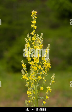 Grande Mullein (Molène thapsus) Fiori Foto Stock