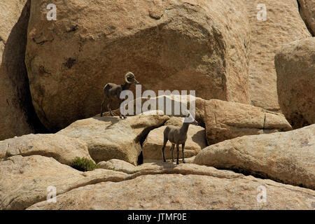 Desert Bighorn Sheeps in The Joshua Tree Nationalpark, STATI UNITI D'AMERICA Foto Stock