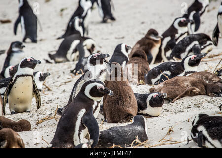 Pinguino africano, Spheniscus demersus, chick genitore chiede per il cibo sulla spiaggia di Boulder Foto Stock