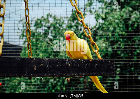 Indian Ringneck parrocchetto,KL Bird Park Foto Stock