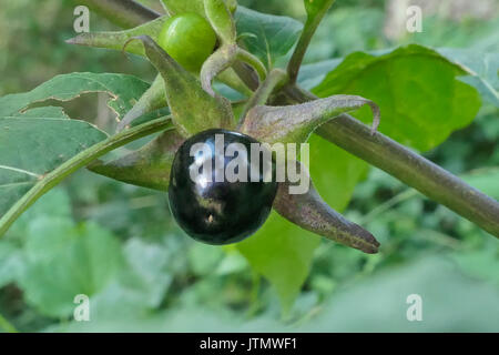 Frutto della Belladonna o mortale Nightshade (Atropa belladonna), in Baviera, Germania, Europa Foto Stock