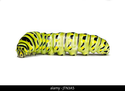 Nero a coda di rondine (Caterpillar Papilio polyxenes) isolato su sfondo bianco Foto Stock