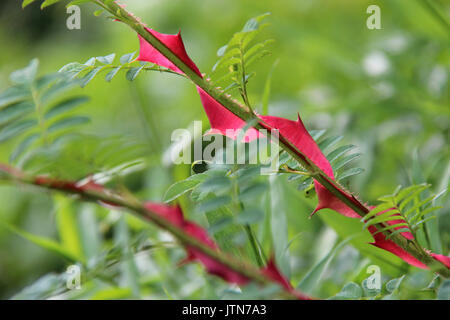 Parco privato in Herbignac (Francia). Foto Stock