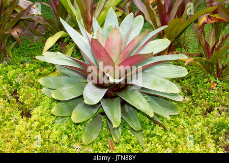 Lotus impianto in una bellissima disposizione di un giardino. Foto Stock