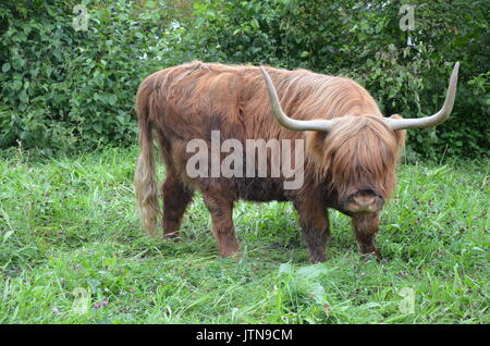 Allevamento di Scottish Highland bovini in Lucerna. Svizzera Foto Stock