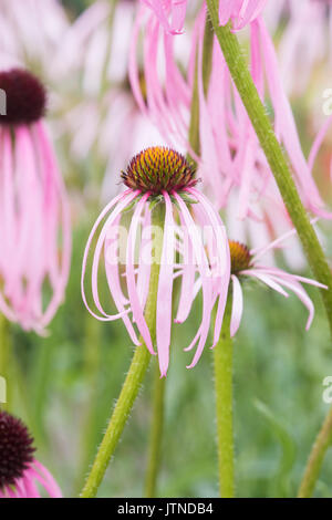 Echinacea simulata. Viola chiaro coneflowers Foto Stock