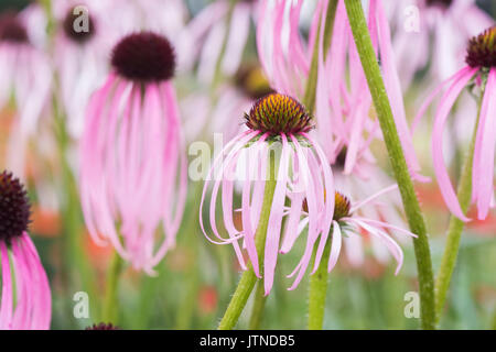 Echinacea simulata. Viola chiaro coneflowers Foto Stock