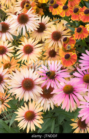 Echinacea 'Big Kahuna' e Helenium fiori. Coneflowers accanto a sneezeweed fiori in un giardino confine. Regno Unito Foto Stock