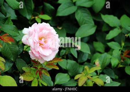 Una sola luce rosa rosa tra le foglie del rosaio nel giardino. Foto Stock