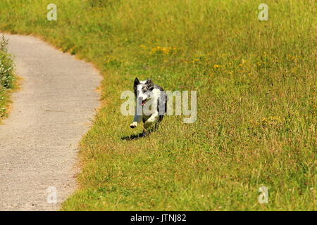 Un cane bordercollie che corre vicino a un percorso in erba di un allegro aria Foto Stock