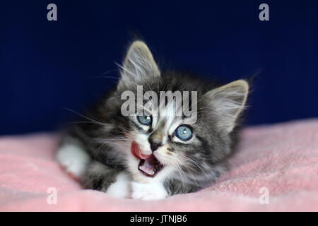 Un piccolo norvegese gattino tabby nero grigio e bianco in posizione sdraiata che lambisce i baffi sul cuscino rosa e sfondo blu Foto Stock