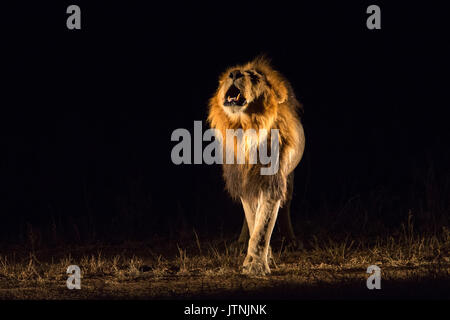 Vista frontale di un maschio di leone (Panthera leo) ruggito di notte Foto Stock