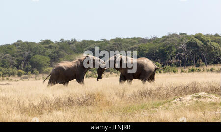 Due adulti bull' elefante africano (Loxodonta africana) combattimenti Foto Stock