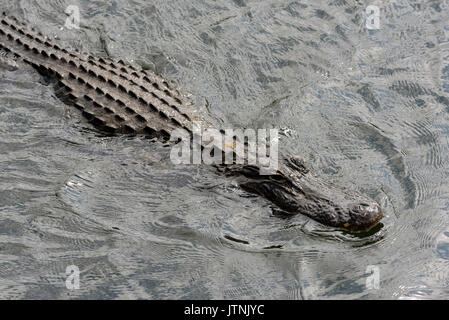 Il coccodrillo americano (Alligator mississippiensis) Kirby Storter parco stradale, Big Cypress National Preserve, Florida, Stati Uniti d'America Foto Stock