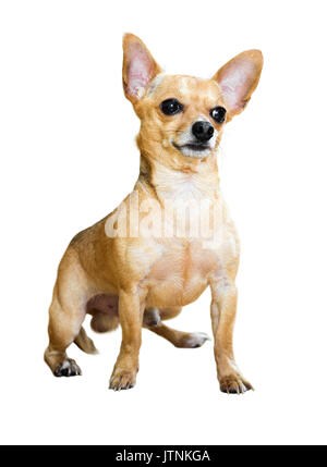 Udienza Russian Toy Terrier. Isolato su sfondo bianco Foto Stock