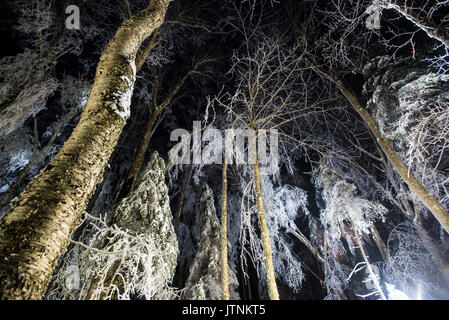 Un team di ricercatori la replica di una tempesta di ghiaccio durante l'inverno nelle White Mountains del New Hampshire. Il team sta studiando gli effetti delle tempeste di ghiaccio sul terreno, gli alberi, uccelli ed insetti. Foto Stock