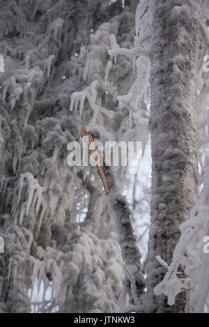 Un team di ricercatori la replica di una tempesta di ghiaccio durante l'inverno nelle White Mountains del New Hampshire. Il team sta studiando gli effetti delle tempeste di ghiaccio sul terreno, gli alberi, uccelli ed insetti. Foto Stock