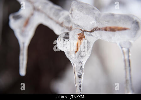 Un team di ricercatori la replica di una tempesta di ghiaccio durante l'inverno nelle White Mountains del New Hampshire. Il team sta studiando gli effetti delle tempeste di ghiaccio sul terreno, gli alberi, uccelli ed insetti. Foto Stock