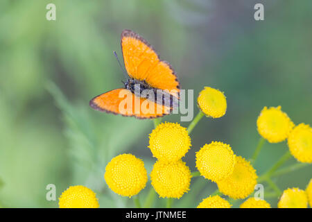 Rame scarse farfalla sul fiore Tansy close up. Foto Stock