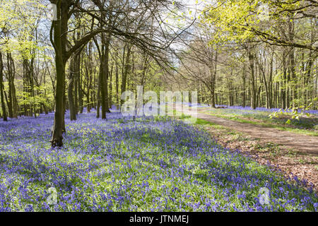 Moquette Bluebells bosco inglese in primavera Foto Stock
