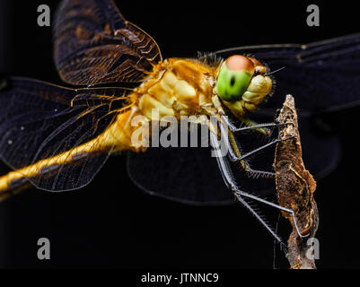 Grande giallo dragon fly appollaiato su un ramo di un albero. L'insetto gli occhi, bocca e i peli sono chiaramente visibili. Foto Stock