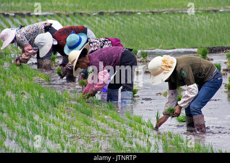 La coltivazione del riso in Xizhou, Yunnan - Cina Foto Stock