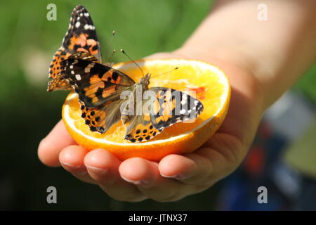 Dipinto di Lady farfalle Foto Stock